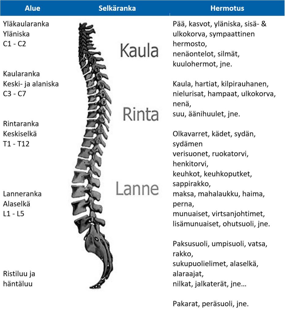 Selk ranka Ja Ryhti Kiropraktiikkakeskus Innate